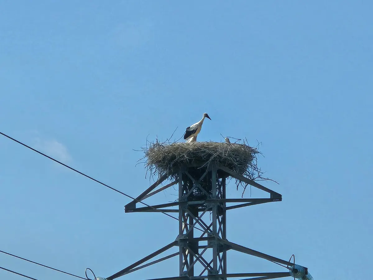 Stork on its nest atop a pole