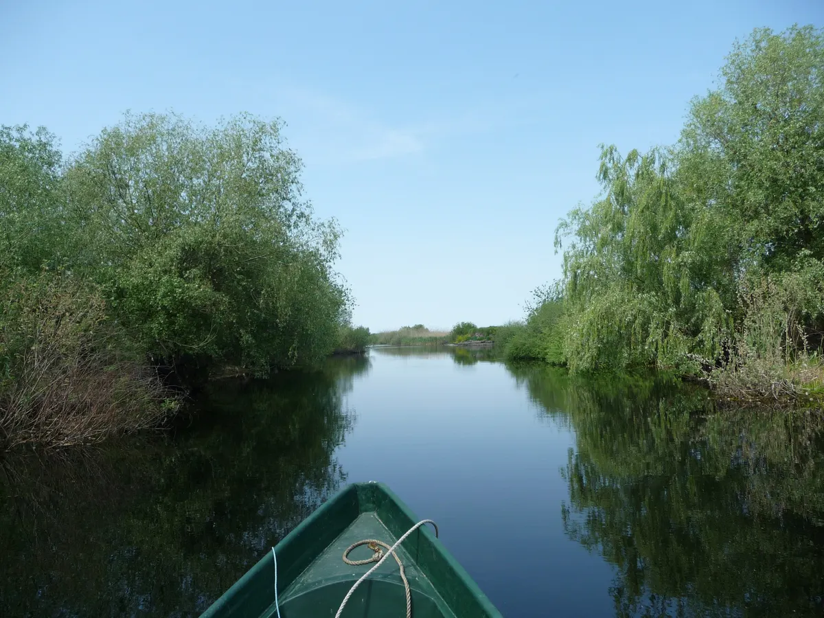 Prova unei bărci pe un canal liniștit, între sălcii