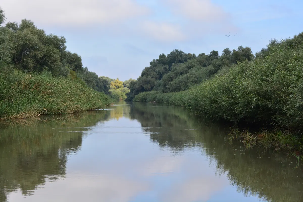 Canal cu sălcii în zona Mila 23