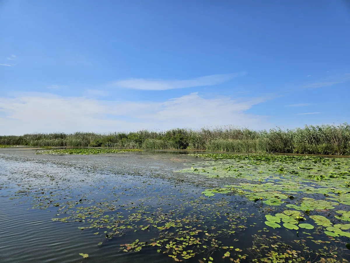Canal acoperit de nuferi, cu stuf pe maluri