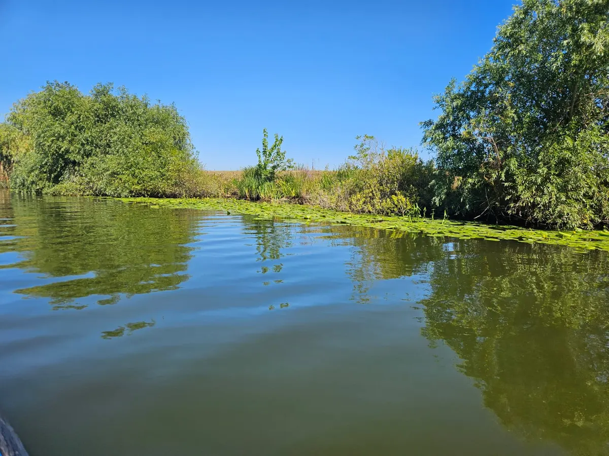 Sălcii oglindite într-un canal liniștit