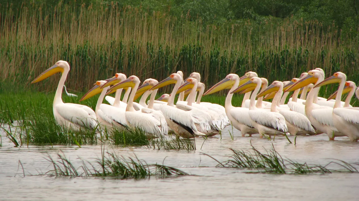 Pelican colony in the Danube Delta