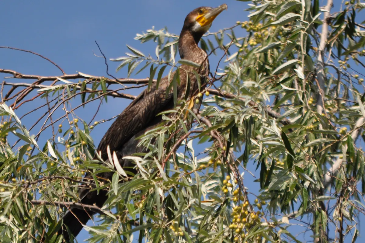 Great cormorant perched on a willow