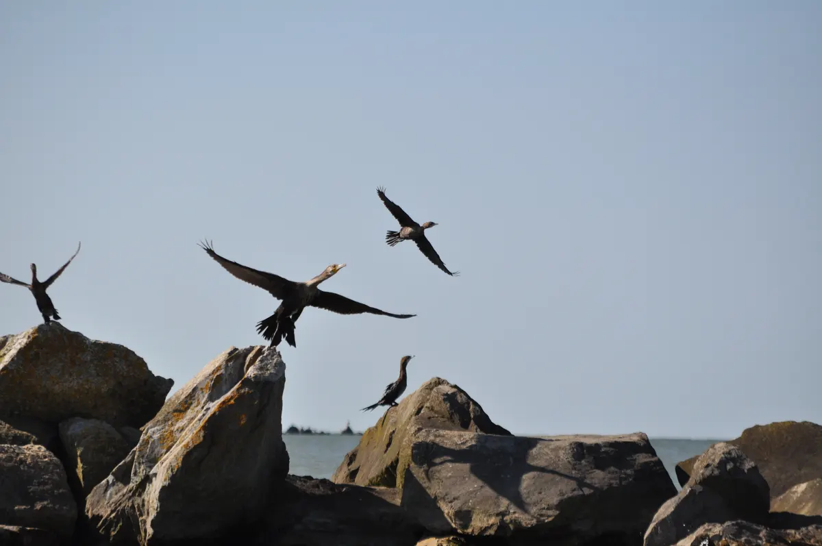 Cormorants flying above the stone jetty