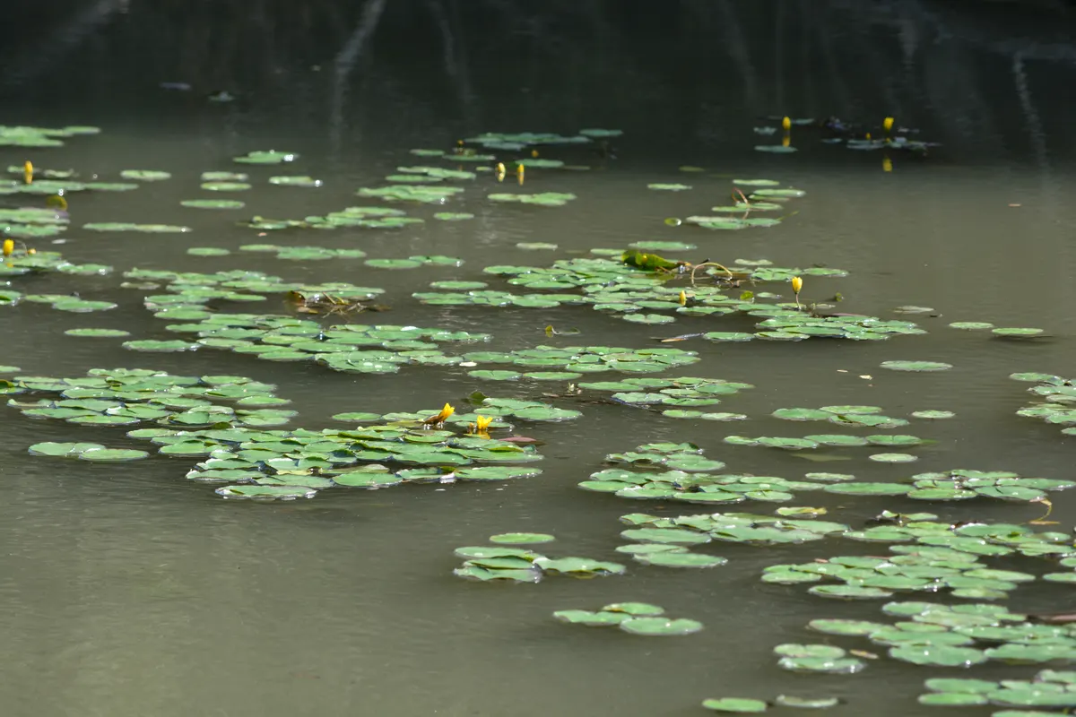 Water lilies on a channel near Mila 23