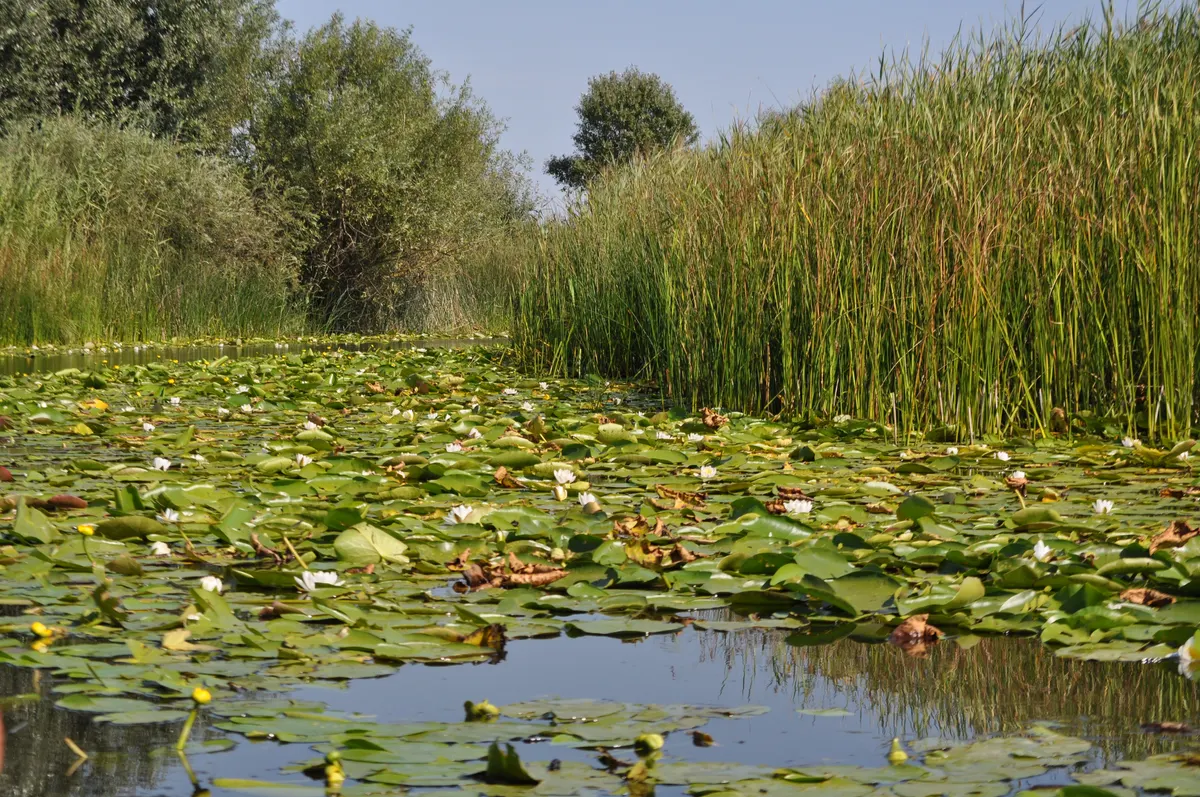 Lake with water lilies and reeds in the Danube Delta