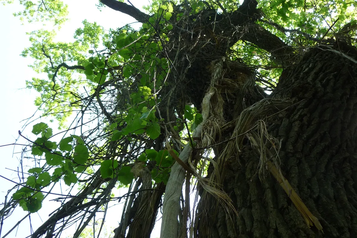Old tree in Letea Forest