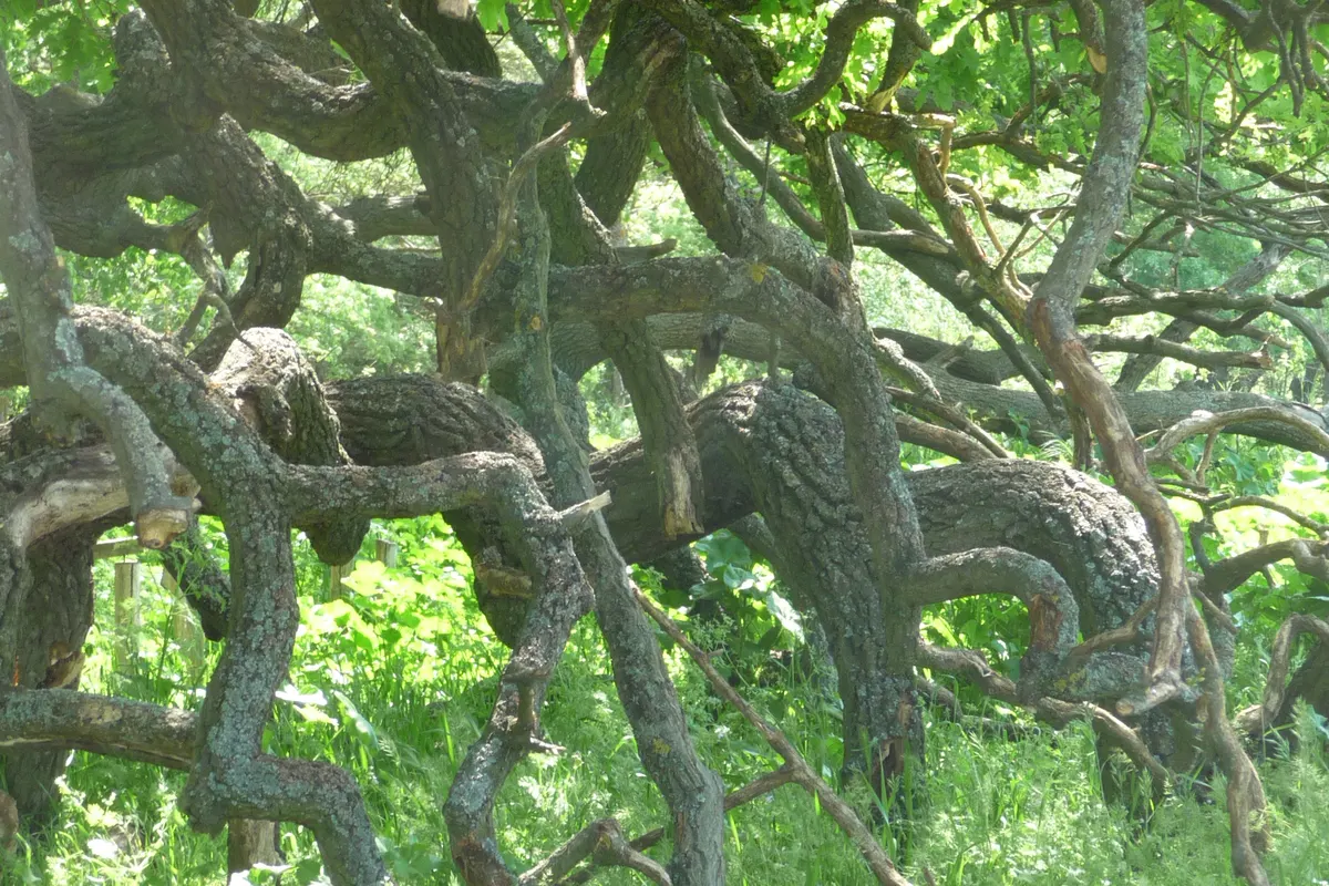 Oaks with lianas in Letea Forest