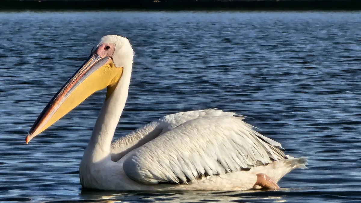 Pelican comun pe apă, văzut de aproape