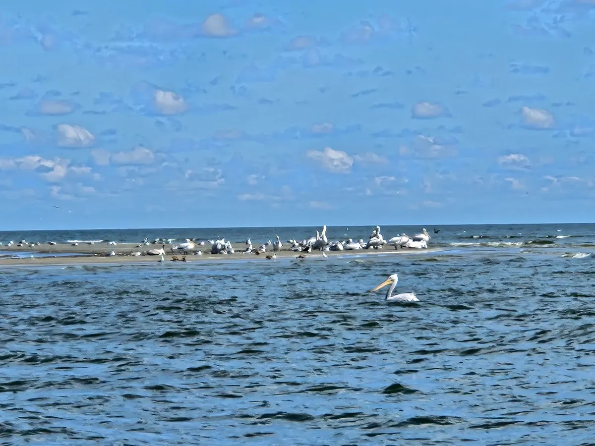 Pelican colony on a sandbank near the sea