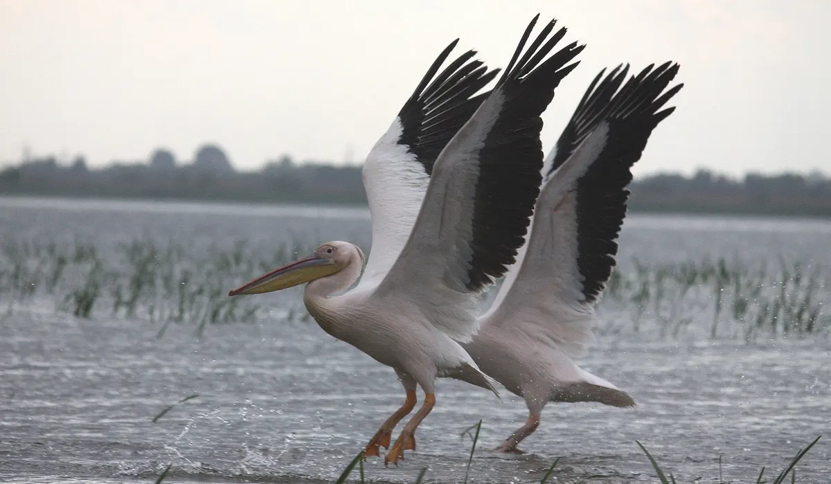 Two pelicans taking off from the water