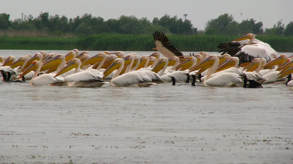Group of pelicans feeding on a lake