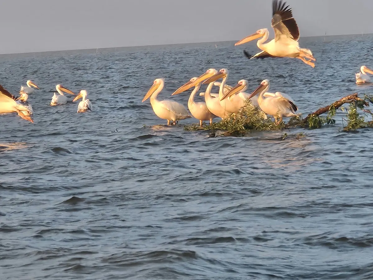 Pelicans in warm evening light, one in flight
