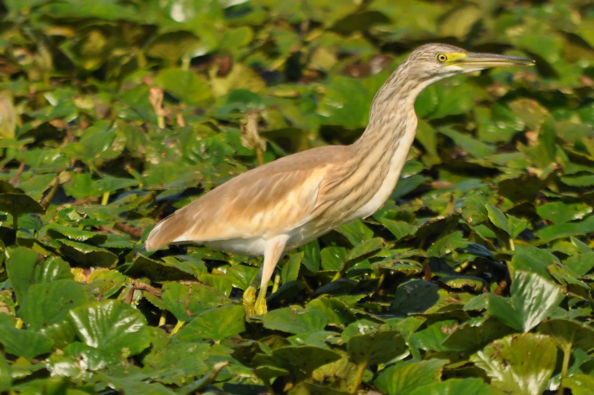 Squacco heron among water lily leaves
