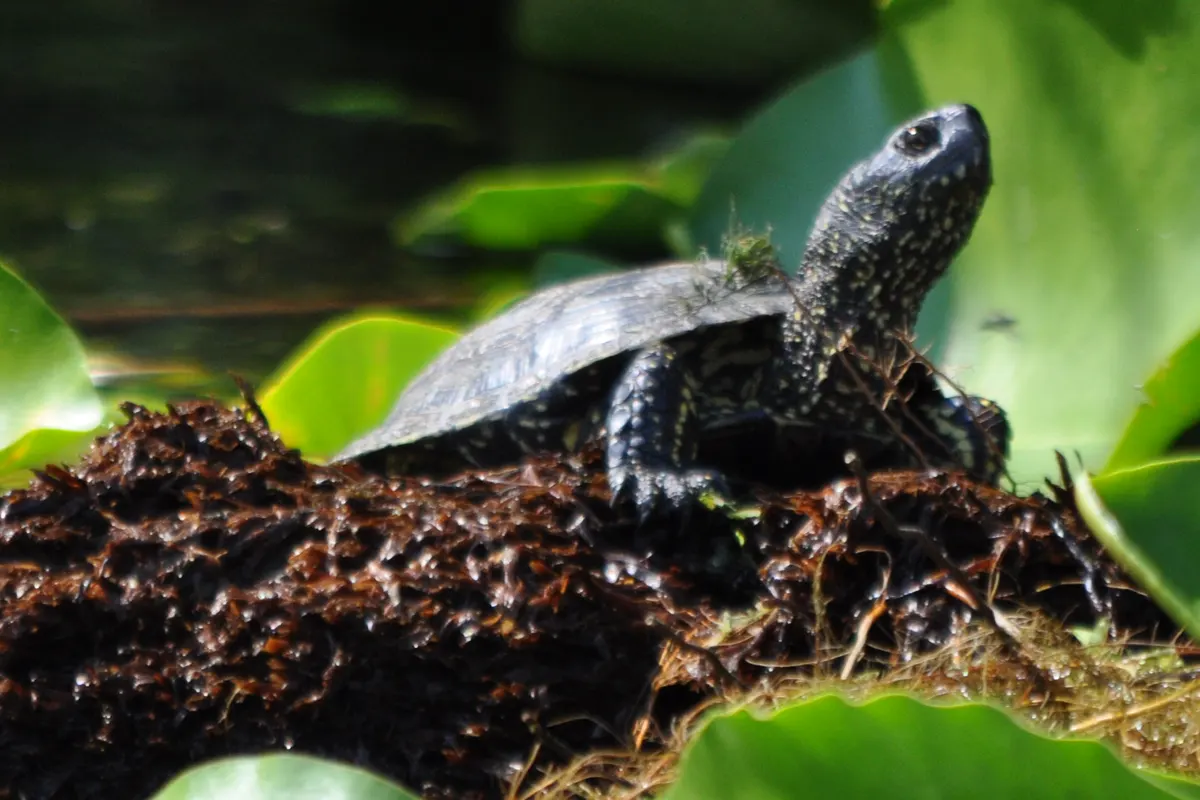 European pond turtle by water lilies