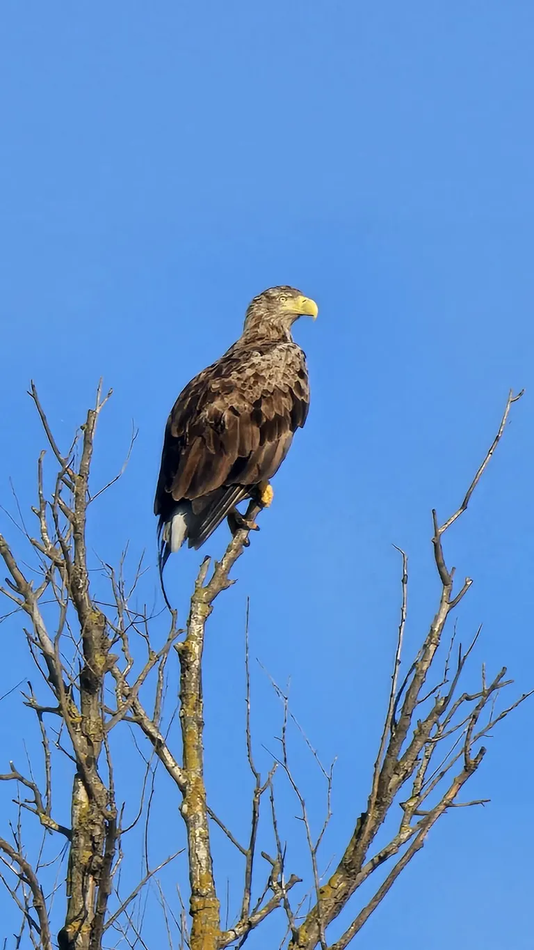 White-tailed eagle on top of a dead tree